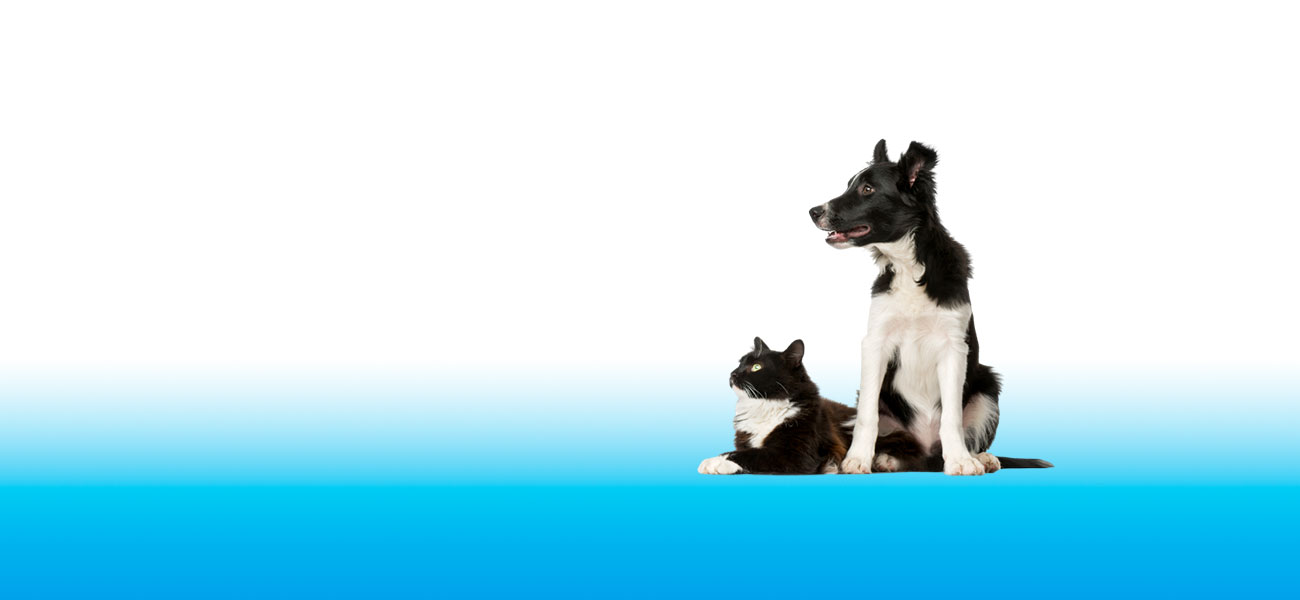 Clínica Veterinaria Campos de Níjar, mascotas y veterinaria en Níjar